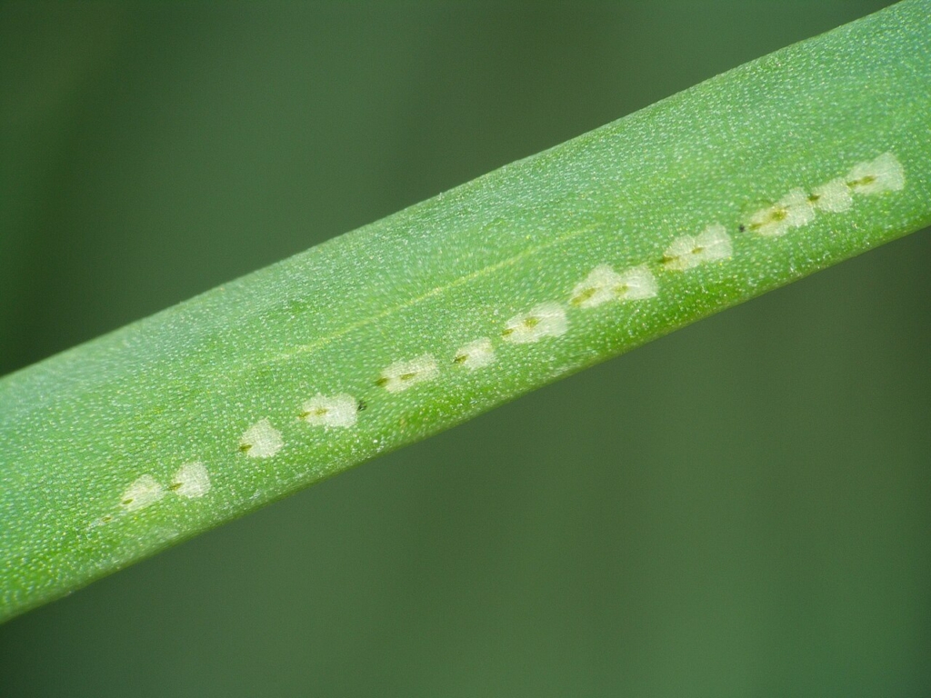 Piqûres de nutrition de la mouche sur une feuille d'Allium