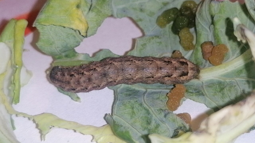Chenille de la noctuelle du chou