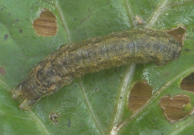 Chenille de la noctuelle du chou sur chou kale