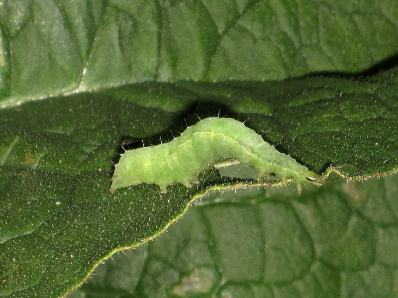 Chenille de la noctuelle gamma