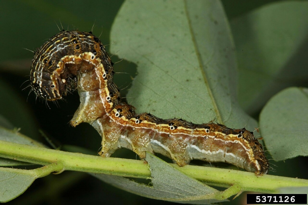 Chenille de la noctuelle de la tomate