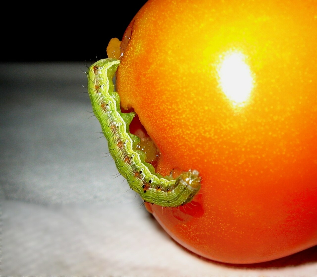 Chenille dans une tomate