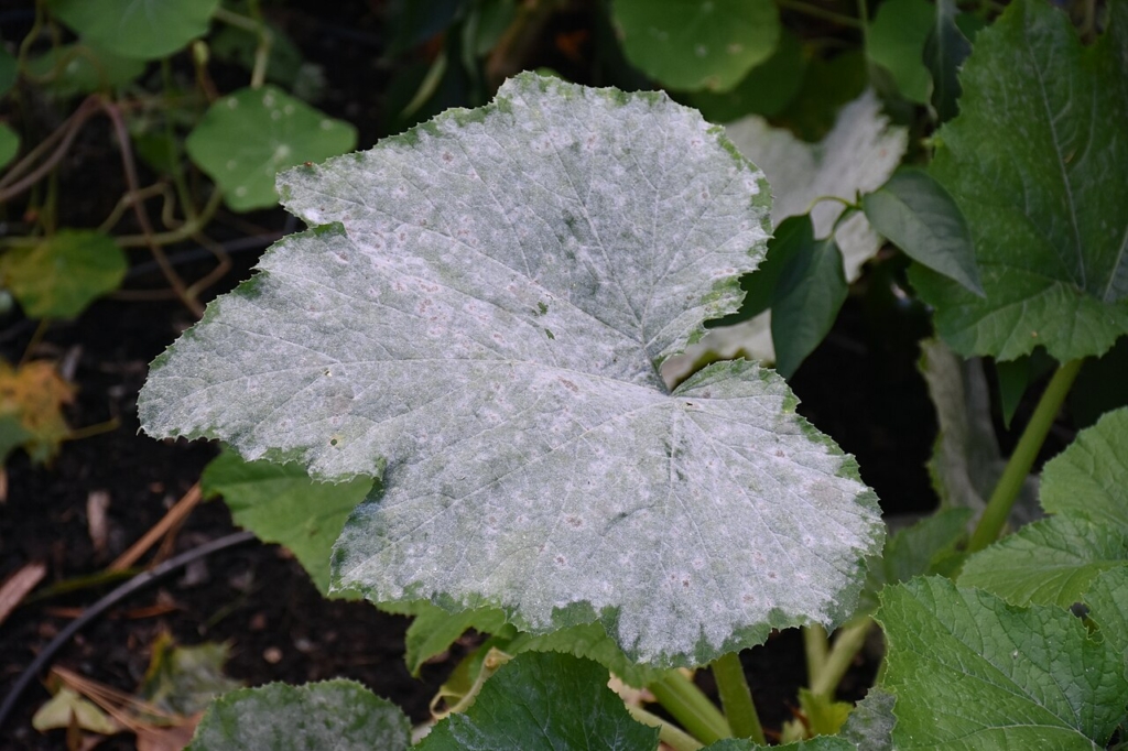 Feutrage blanc d'oïdium sur une feuille de courge