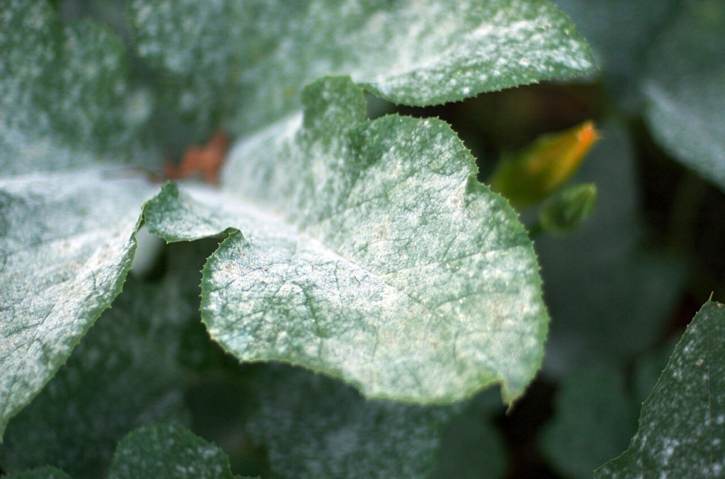 Oïdium sur des feuilles de potiron