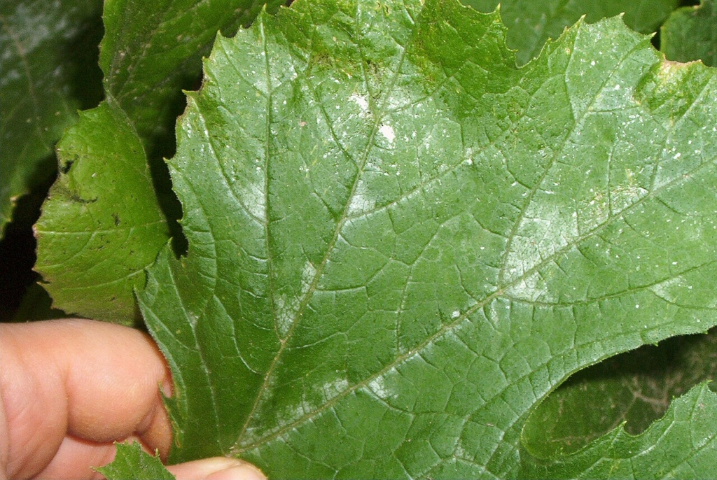 Premiers signes d'oïdium sur une feuille de courgette