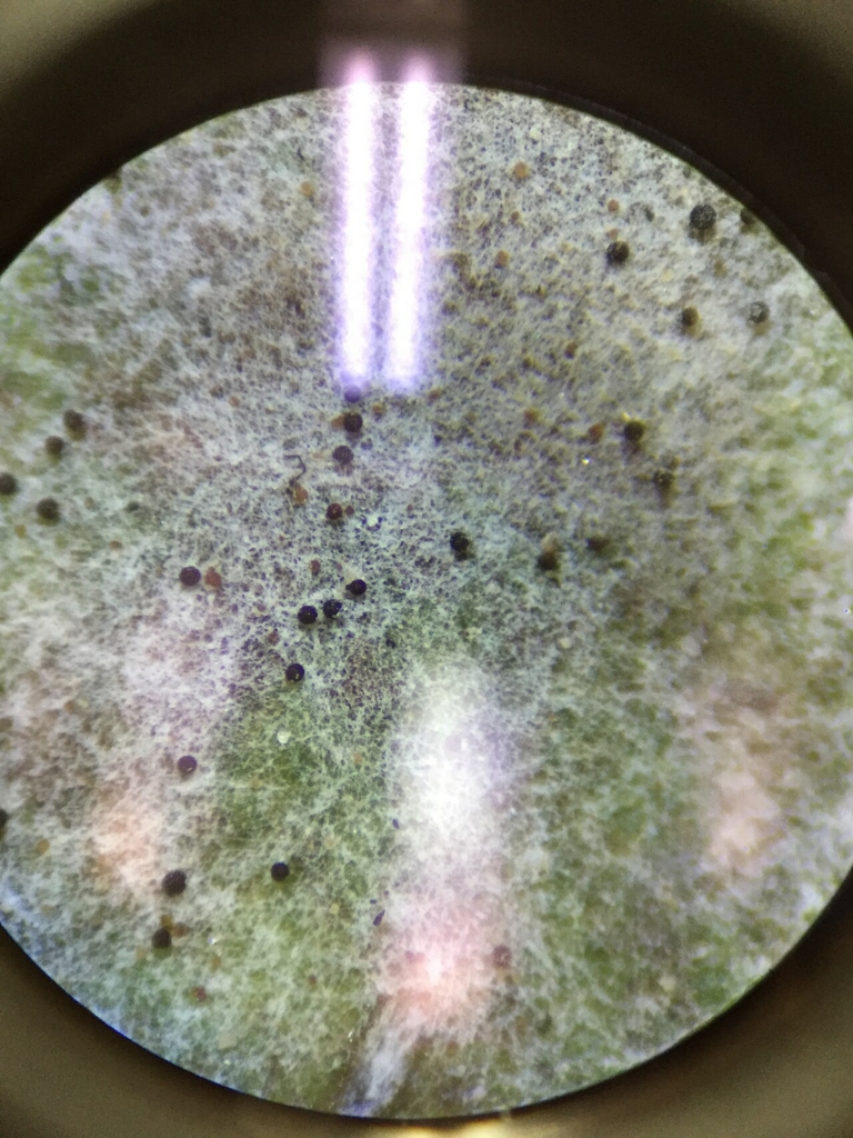 Organes d'hivernage (chasmothèces) et mycélium d'un oïdium