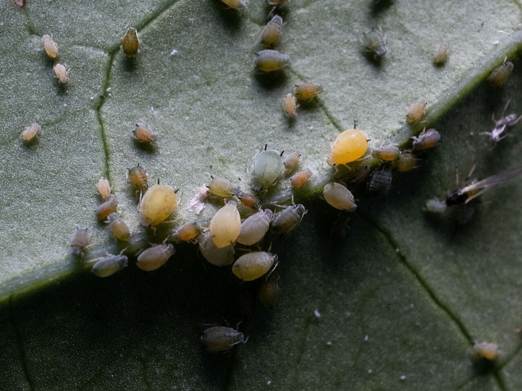 Puceron du melon (Aphis gossypii)