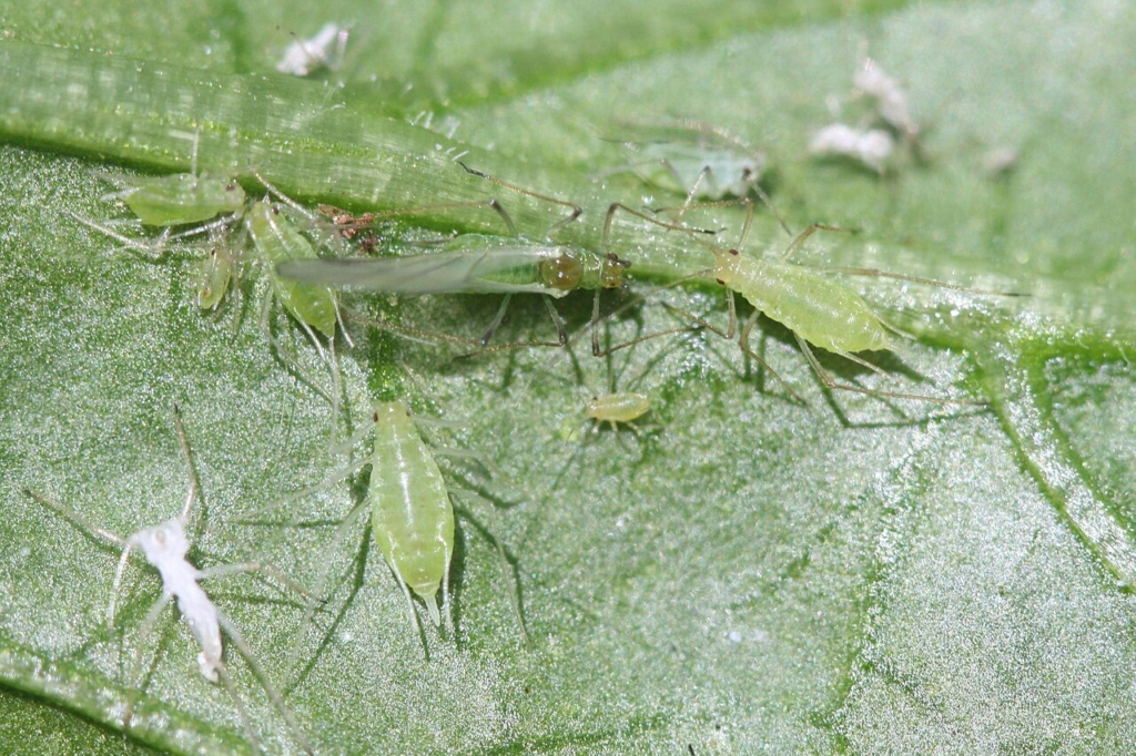 Puceron de la pomme de terre (Macrosiphum euphorbiae), formes ailées et sans ailes