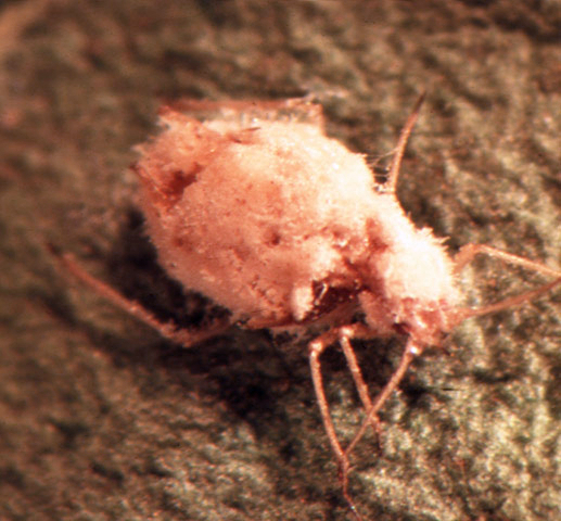 Puceron vert du pêcher tué par le champignon Pandora neoaphidis