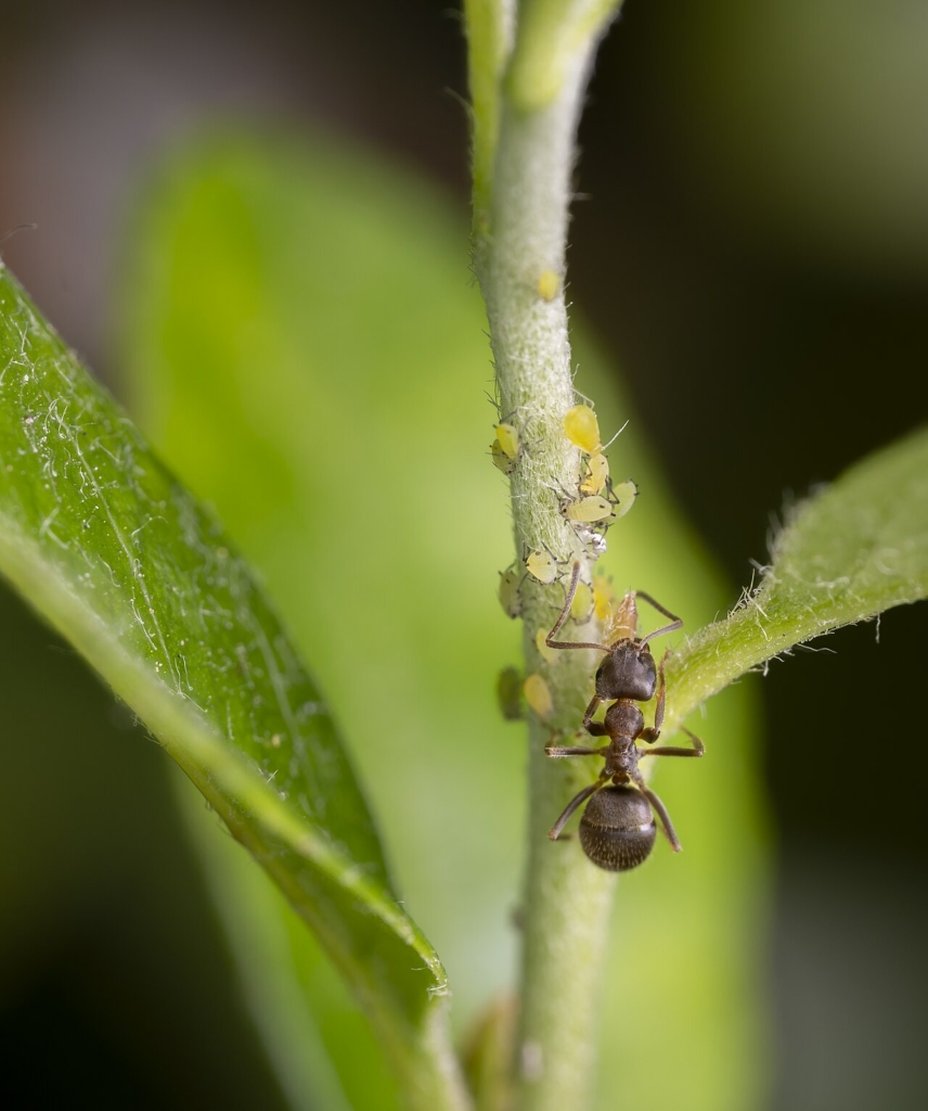 Fourmi noire des jardins élevant des pucerons verts du pêcher