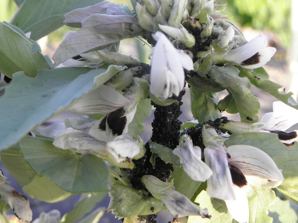 Puceron noir (Aphis fabae) sur fève