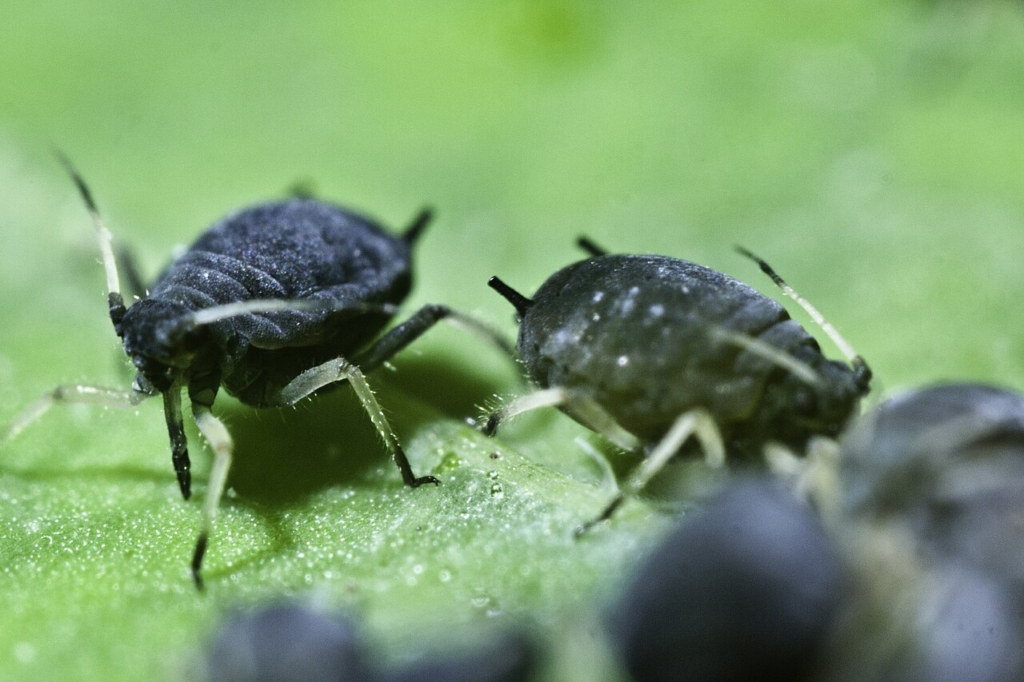 Puceron noir sur une feuille de capucine