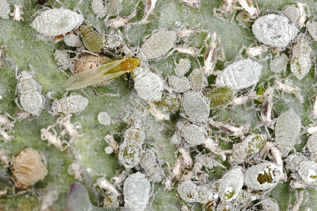 Puceron cendré sous une feuille de chou kale