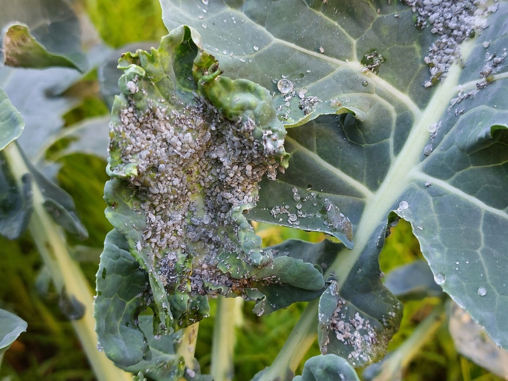 Dégâts du puceron cendré sur brocoli