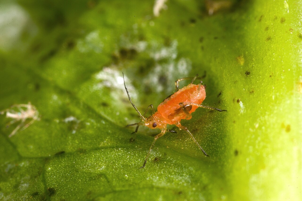 Puceron de la laitue (Nasonovia ribisnigri)