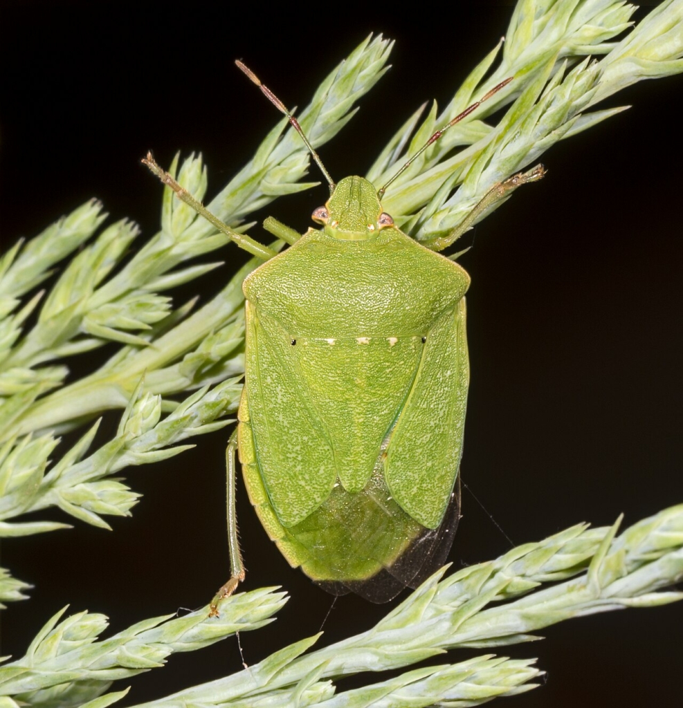 Femelle adulte verte