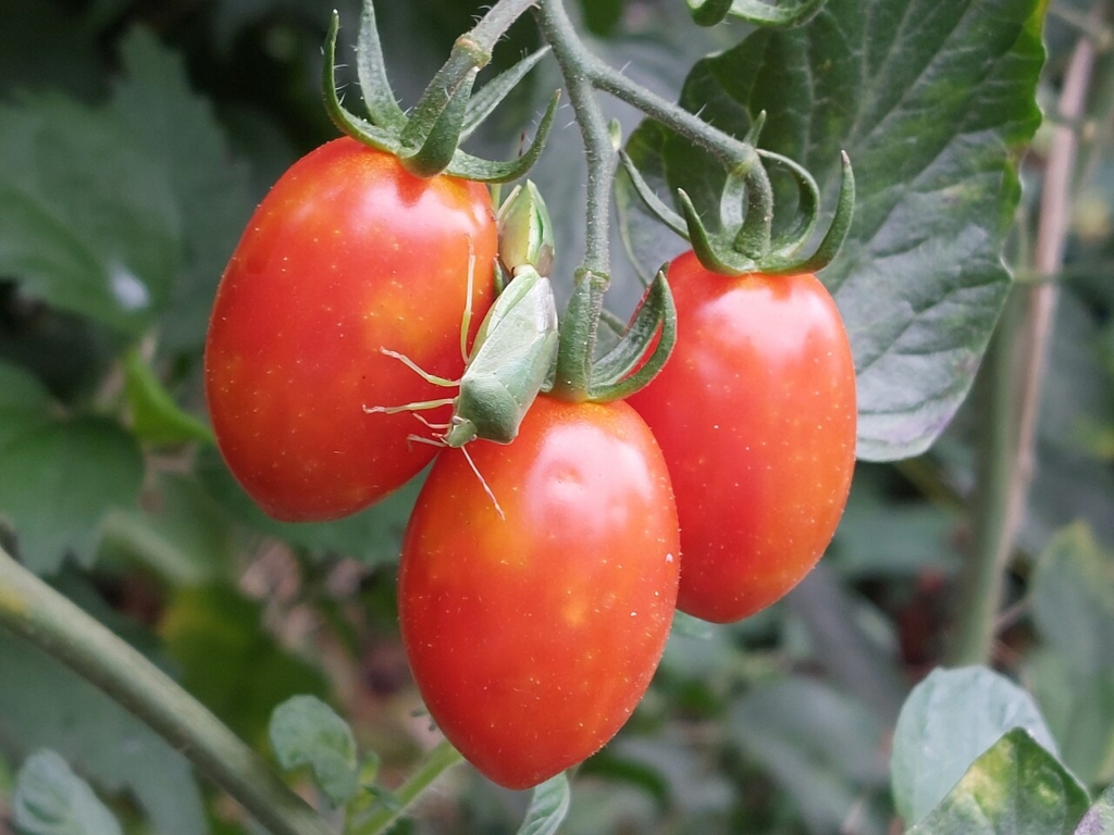 Tomates cerises tachetées par les piqûres