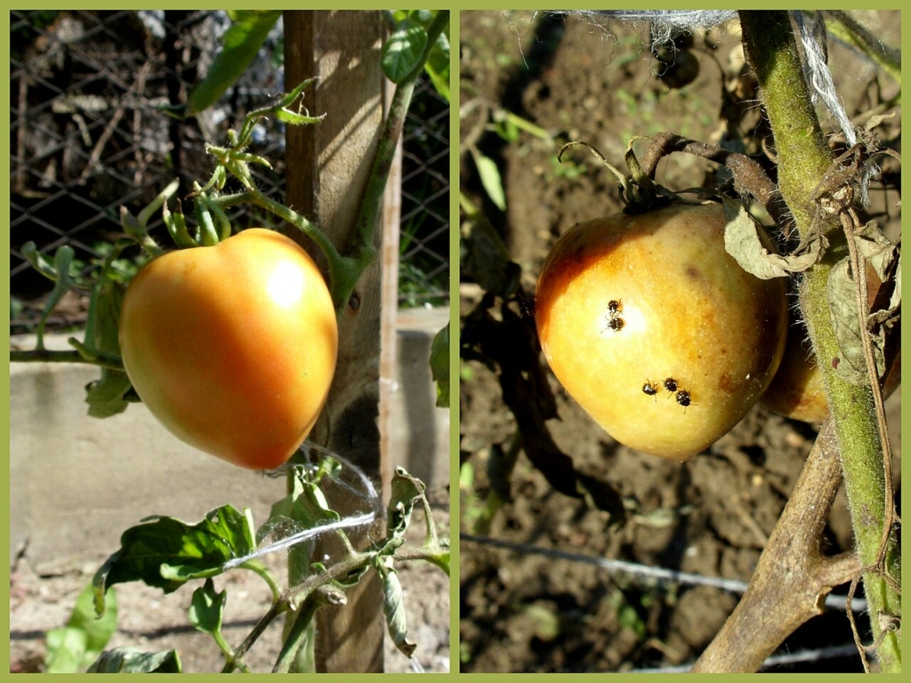 Dégât sur tomate