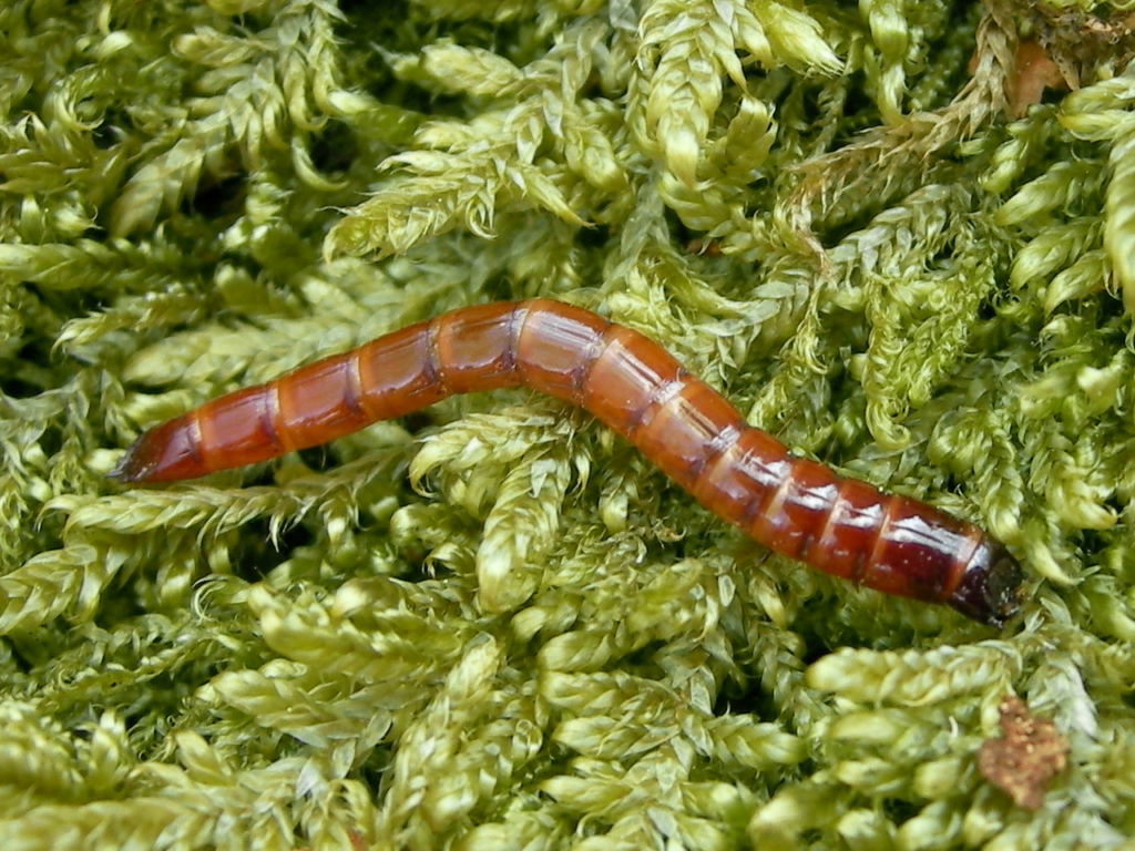 Larve d'Agriotes lineatus
