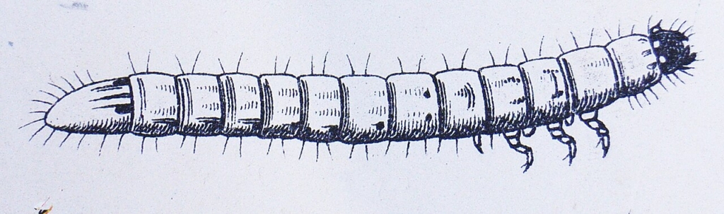 Planche ancienne : larve d'Agriotes lineatus