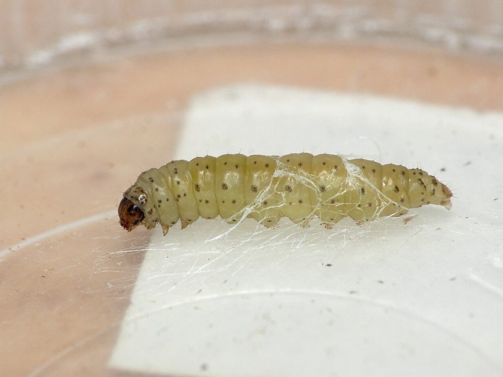 Chenille de la teigne du poireau