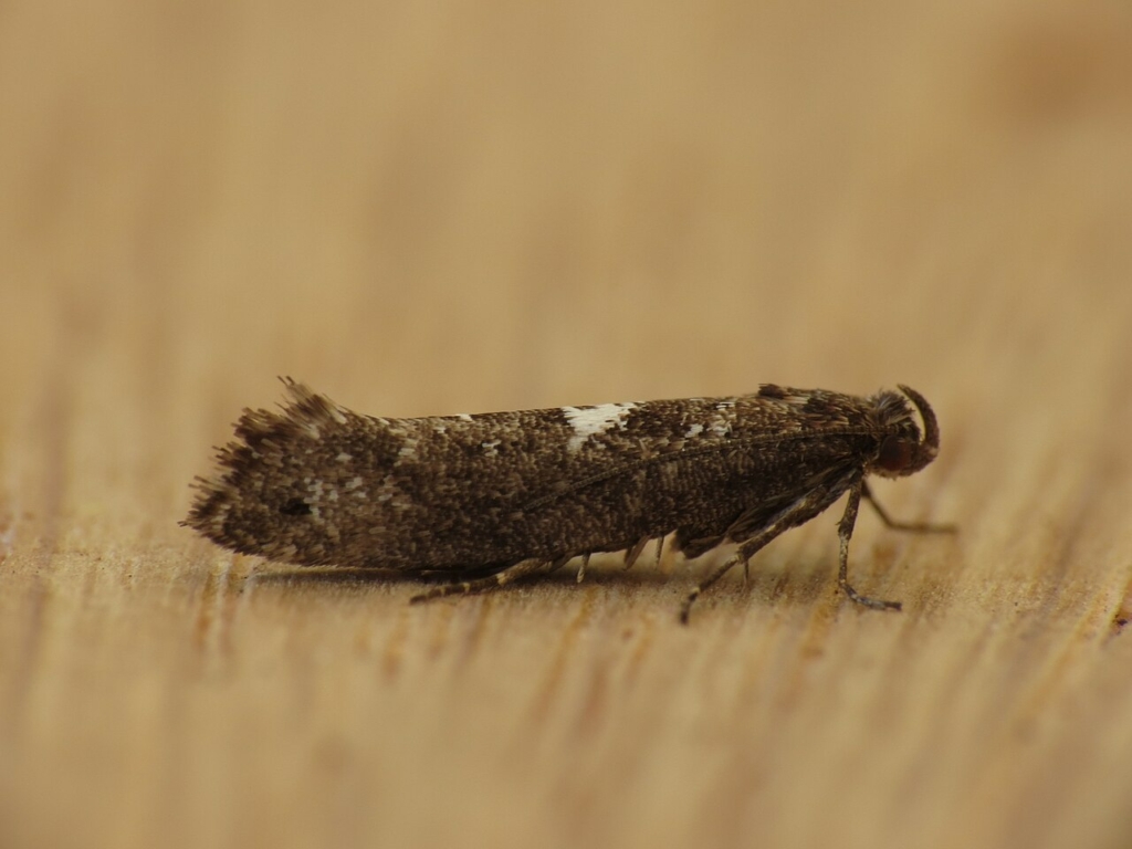 Papillon adulte