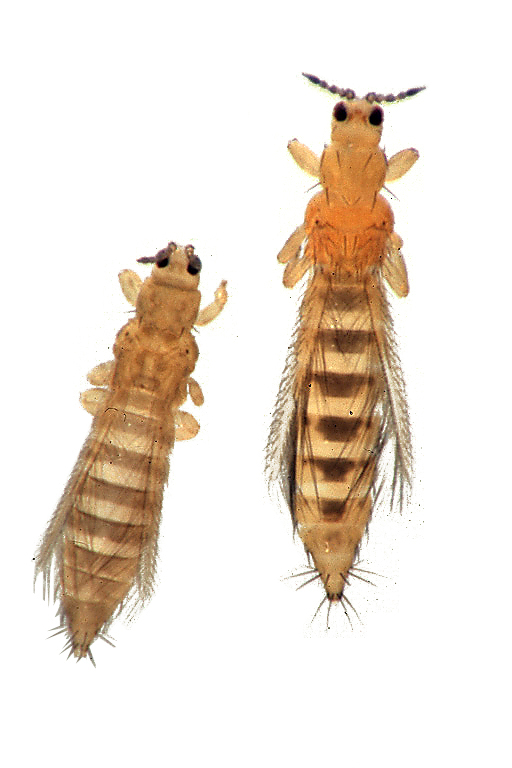 À gauche, le thrips de l'oignon (plus petit, brun clair) ; à droite, le thrips californien (plus grand, jaunâtre)