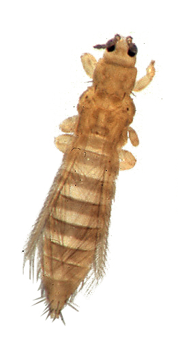 Thrips de l'oignon (Thrips tabaci)