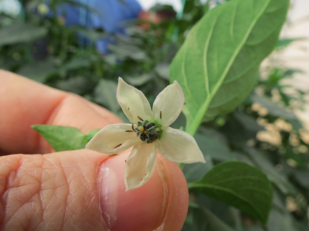 Thrips sur une fleur de poivron