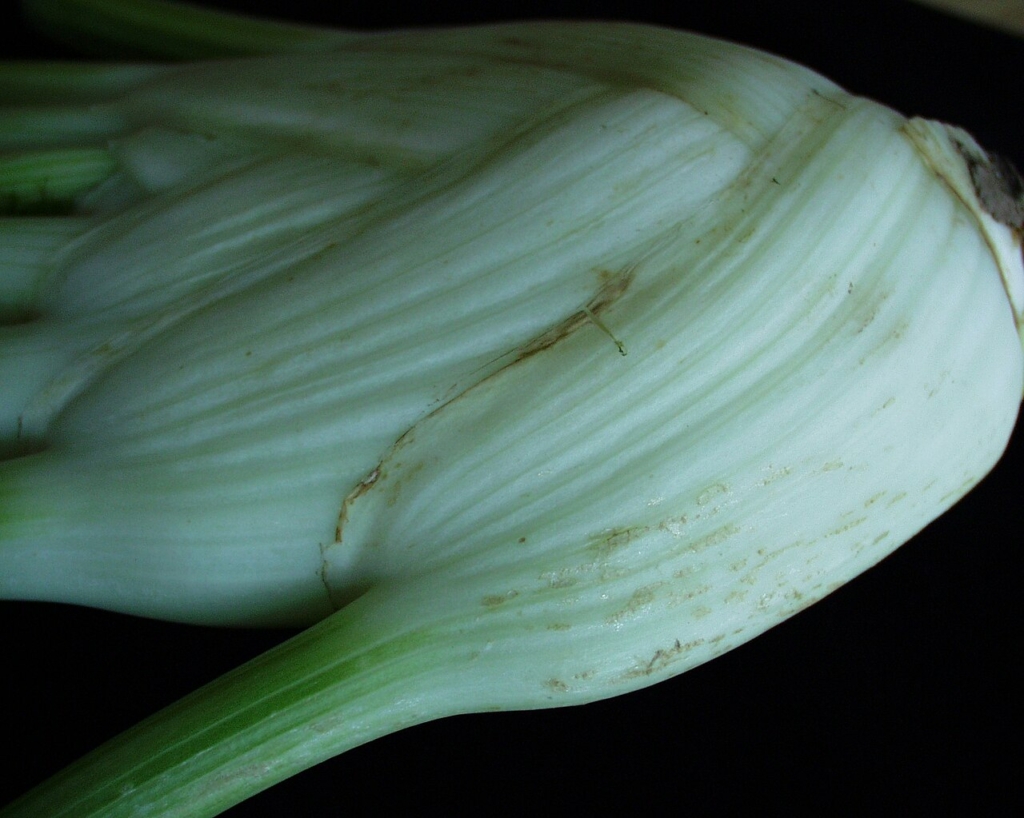 Dégât de thrips sur fenouil : bordure brune et points bruns
